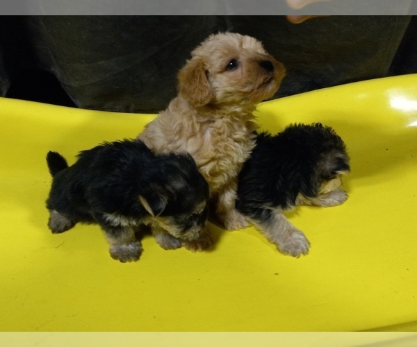 Medium Photo #6 Morkie Puppy For Sale in HINCKLEY, MN, USA
