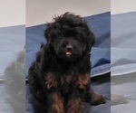 Small #2 YorkiePoo