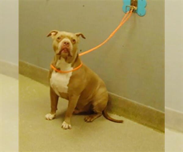 Medium Photo #1 American Pit Bull Terrier-Unknown Mix Puppy For Sale in Las Vegas, NV, USA