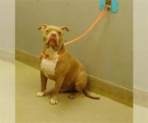 American Pit Bull Terrier-Unknown Mix Dogs for adoption in Las Vegas, NV, USA