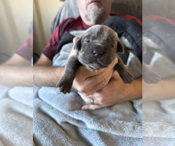 Medium Photo #1 Cane Corso Puppy For Sale in NEW TAZEWELL, TN, USA