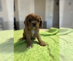 Small #9 Cavalier King Charles Spaniel