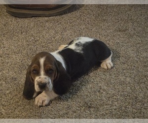 Basset Hound Puppy for Sale in TOPPENISH, Washington USA