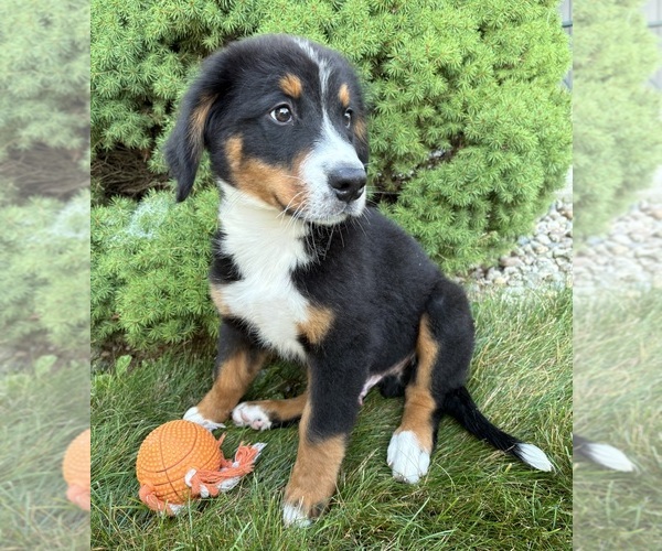 Medium Photo #3 Bernese Mountain Dog Puppy For Sale in MIDDLEBURY, IN, USA
