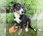 Small #2 Bernese Mountain Dog