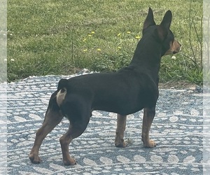 Father of the Rat Terrier puppies born on 07/29/2025