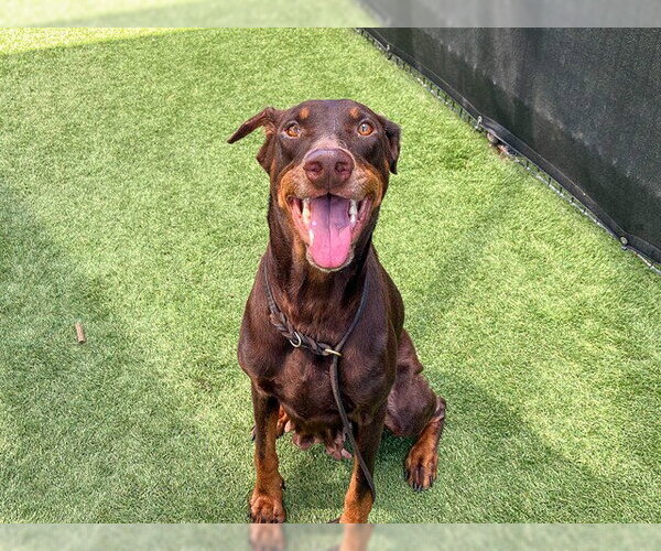 Medium Photo #1 Doberman Pinscher Puppy For Sale in Orange, CA, USA