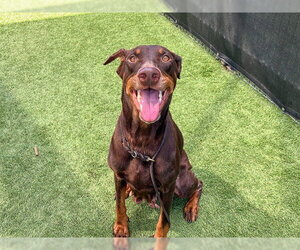 Doberman Pinscher Dogs for adoption in Orange, CA, USA