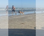 Small #4 Mutt