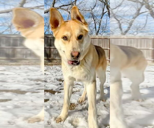 Medium Photo #2 Mutt Puppy For Sale in Great Bend, KS, USA
