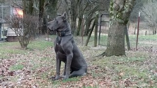 Great Dane Puppy for sale in PETERSBURG, TN, USA