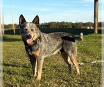 Small Photo #1 Australian Cattle Dog Puppy For Sale in ZOLFO SPRINGS, FL, USA