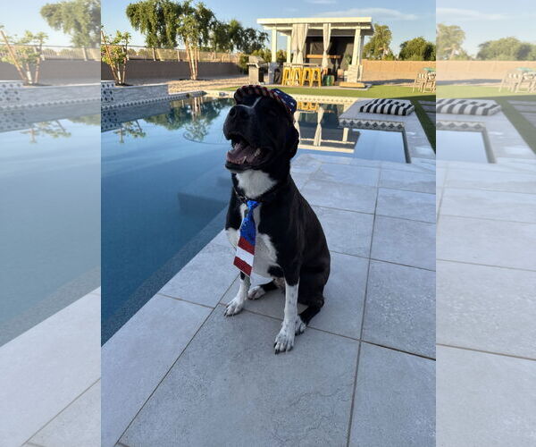 Medium Photo #1 Labrador Retriever-Unknown Mix Puppy For Sale in Chandler, AZ, USA