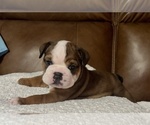 Puppy Brownie Bulldog