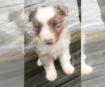 Small Photo #19 Australian Shepherd Puppy For Sale in ARBA, IN, USA