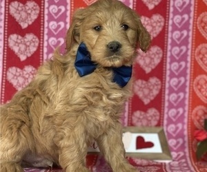 Goldendoodle (Miniature) Puppy for sale in LANCASTER, PA, USA