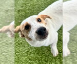 Small #1 Dachshund Mix