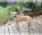 Small #10 Labrador Retriever Mix
