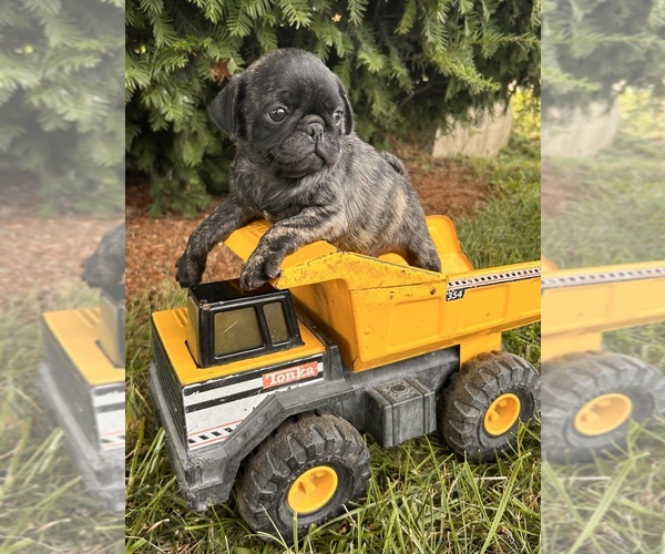 Medium Photo #3 Pug Puppy For Sale in MIDDLEBURY, IN, USA