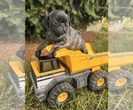 Small #2 Pug