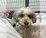 Small #2 Havanese
