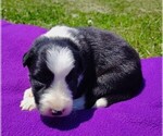 Small Photo #119 Border Collie Puppy For Sale in NORBORNE, MO, USA