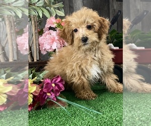 Poodle (Miniature) Puppy for sale in CANOGA, NY, USA