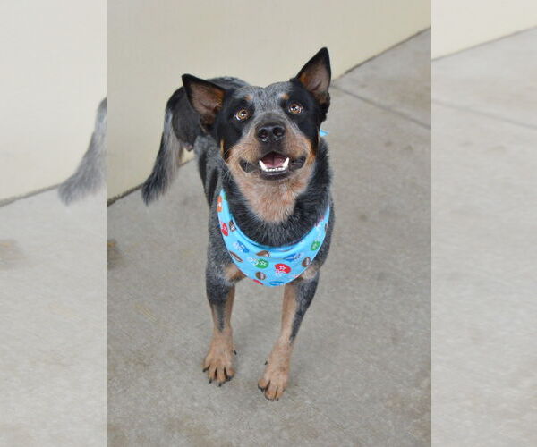Medium Photo #1 Mutt Puppy For Sale in McKinney, TX, USA