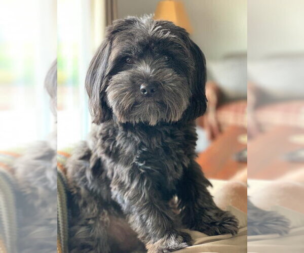 Medium Photo #1 Mal-Shi Puppy For Sale in Mission Viejo, CA, USA