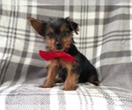 View Ad: Yorkshire Terrier Puppy for Sale near Florida ...