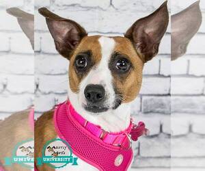 Rat Terrier-Unknown Mix Dogs for adoption in Kennesaw, GA, USA