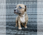 Puppy Frost American Bully