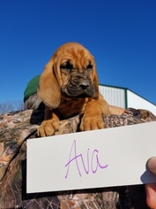 Bloodhound Puppy for sale in VERSAILLES, MO, USA