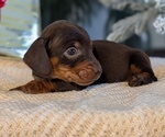 Small #5 Dachshund