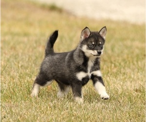 Pomsky Puppy for sale in FREEDOM, IN, USA