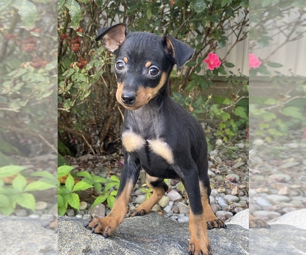 Medium Photo #4 Miniature Pinscher Puppy For Sale in CANOGA, NY, USA