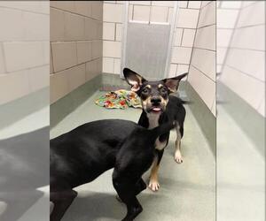 Labrador Retriever-Unknown Mix Dogs for adoption in Baytown, TX, USA