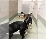 GREEN BEANS - Female Labrador Retriever-Unknown Mix Dog for Adoption - Small photo