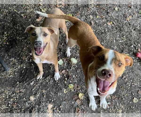 Medium Photo #3 Mutt Puppy For Sale in Anniston, AL, USA