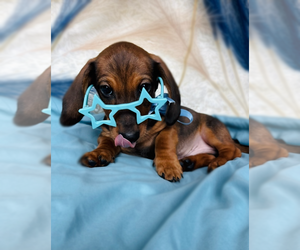 Medium Dachshund