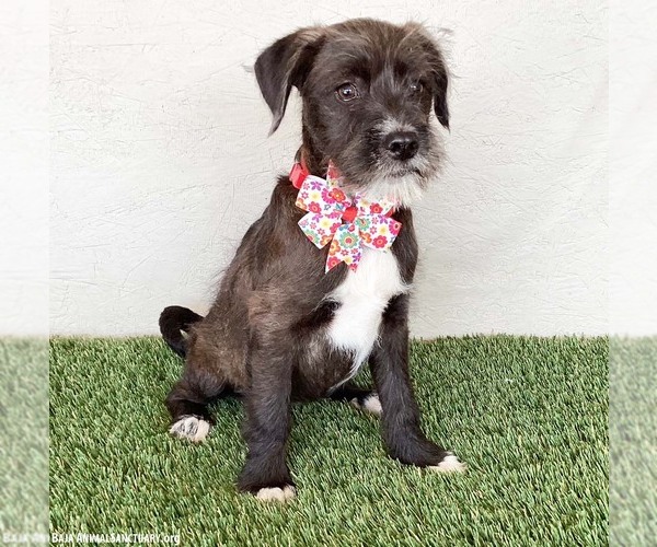 Medium Photo #3 Miniature Schnauzer-Unknown Mix Puppy For Sale in San Diego, CA, USA