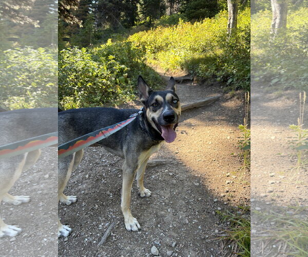 Medium Photo #2 Gerberian Shepsky Puppy For Sale in Polson, MT, USA