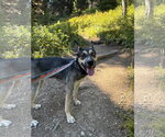 Small #1 Gerberian Shepsky