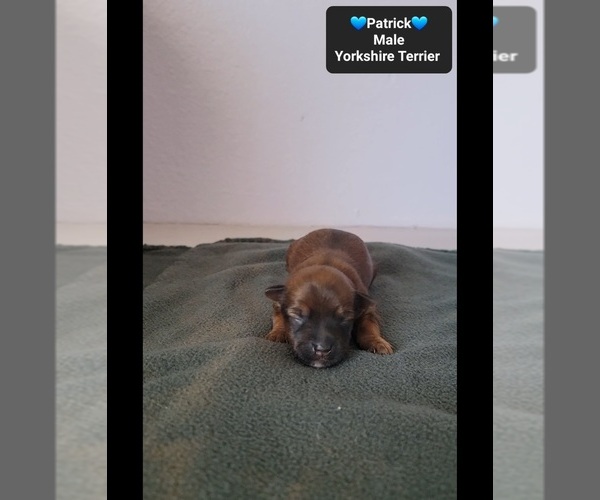 Medium Photo #2 Yorkshire Terrier Puppy For Sale in TUCSON, AZ, USA