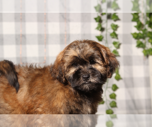 Medium Photo #2 ShihPoo Puppy For Sale in MARIETTA, GA, USA