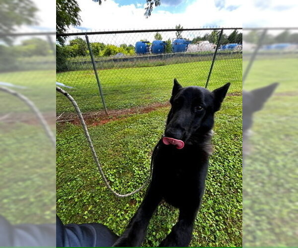 Medium Photo #2 German Shepherd Dog-Unknown Mix Puppy For Sale in Imlay City, MI, USA