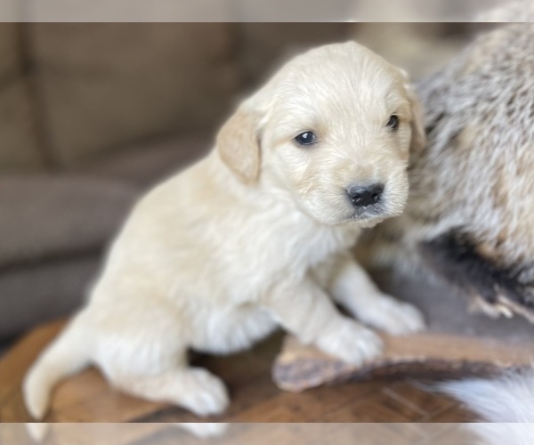 Medium Photo #2 Golden Retriever Puppy For Sale in FORDLAND, MO, USA