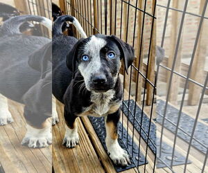 Australian Shepherd-Catahoula Leopard Dog Mix Dogs for adoption in Chicago, IL, USA