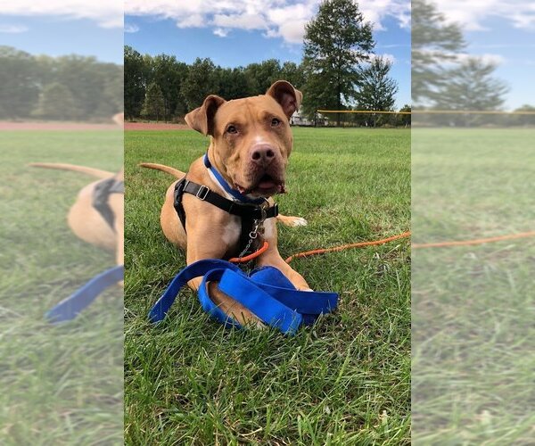 Medium Photo #3 American Pit Bull Terrier-Unknown Mix Puppy For Sale in Blacklick, OH, USA