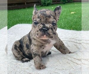 American French Bull Terrier Puppy for sale in RICHMOND, VA, USA